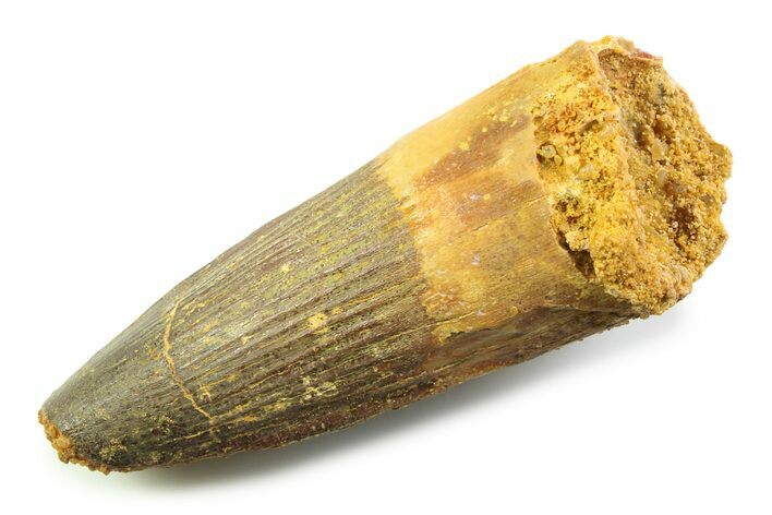 Fossil Spinosaurus Tooth - Real Fossil Tooth #357691